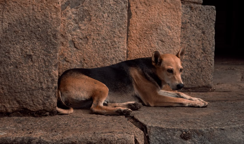 La mesure autorisant l’abattage des chiens errants dans plusieurs territoires d’outre-mer a été supprimée