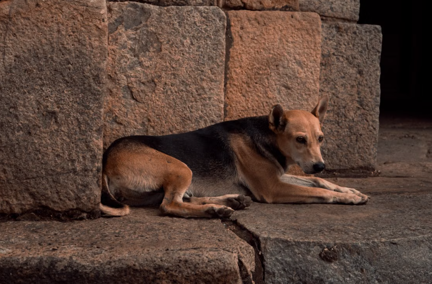 La mesure autorisant l’abattage des chiens errants dans plusieurs territoires d’outre-mer a été supprimée
