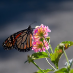 Des corridors fleuris transforment les bords de route de Floride en refuges pour les monarques