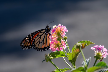 Des corridors fleuris transforment les bords de route de Floride en refuges pour les monarques