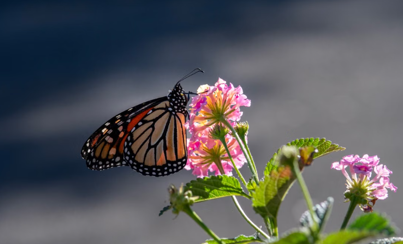 Des corridors fleuris transforment les bords de route de Floride en refuges pour les monarques