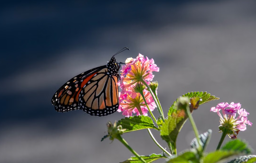 Des corridors fleuris transforment les bords de route de Floride en refuges pour les monarques