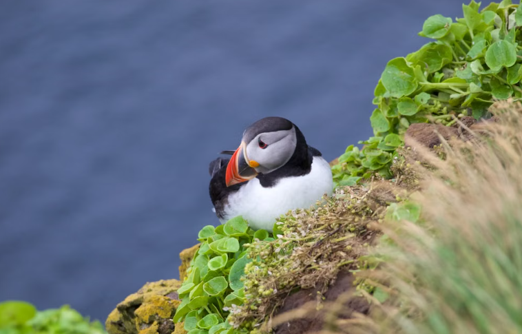 Un bébé macareux a été observé dans le Dorset pour la première fois depuis 30 ans.