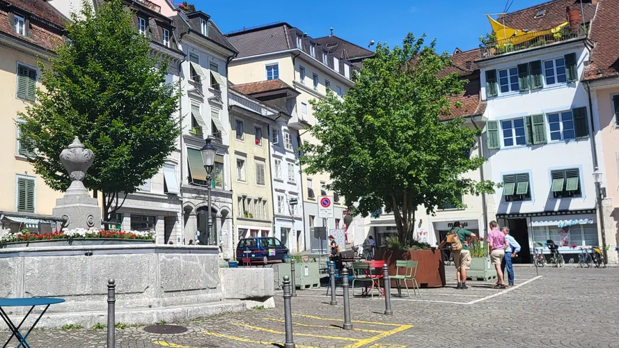 Des érables en bacs réduisent fortement la chaleur urbaine