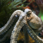 Gran Canaria renonce à une ferme controversée de poulpes