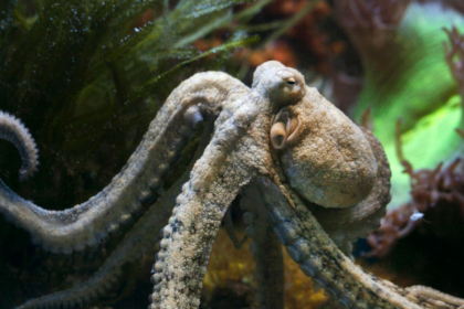 Gran Canaria renonce à une ferme controversée de poulpes