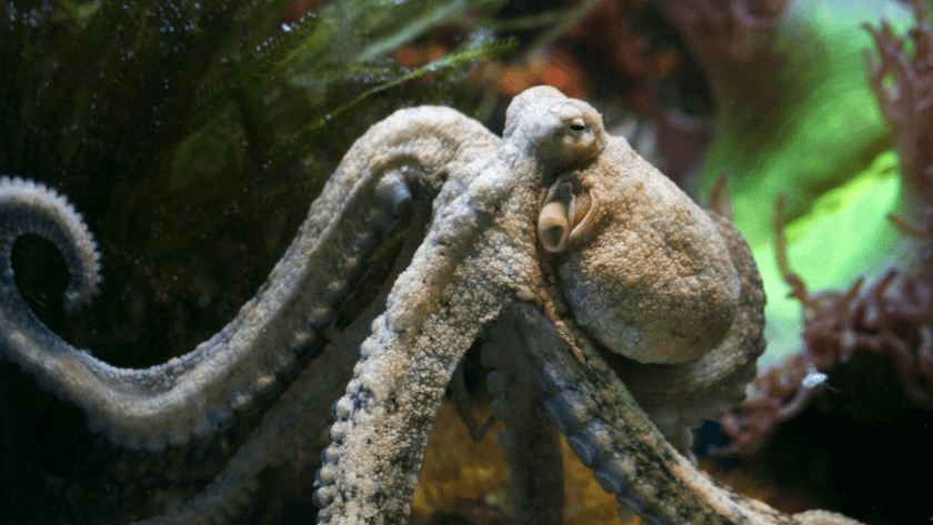 Gran Canaria renonce à une ferme controversée de poulpes