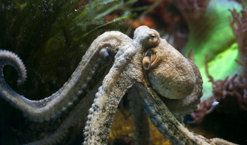 Gran Canaria renonce à une ferme controversée de poulpes