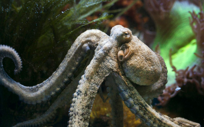 Gran Canaria renonce à une ferme controversée de poulpes