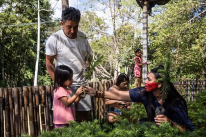 L’arbre sacré des Xokleng retrouve peu à peu sa place dans la nature