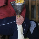 Le Brésil interdit la production et la vente de foie gras