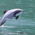 La Nouvelle-Zélande crée cinq réserves marines à Otago pour protéger les dauphins d’Hector