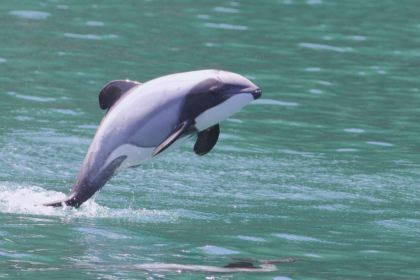 La Nouvelle-Zélande crée cinq réserves marines à Otago pour protéger les dauphins d’Hector