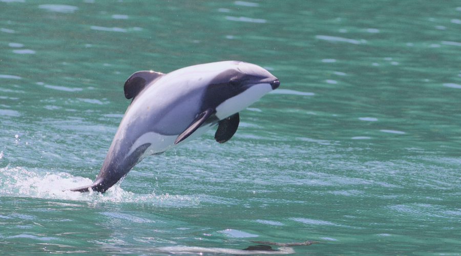 La Nouvelle-Zélande crée cinq réserves marines à Otago pour protéger les dauphins d’Hector