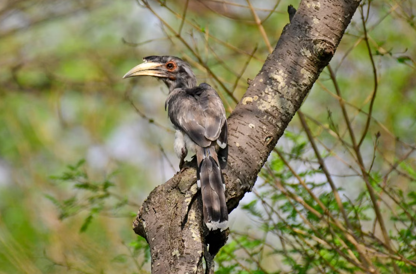 Le retour des calaos gris indiens redonne vie à la forêt de Gir