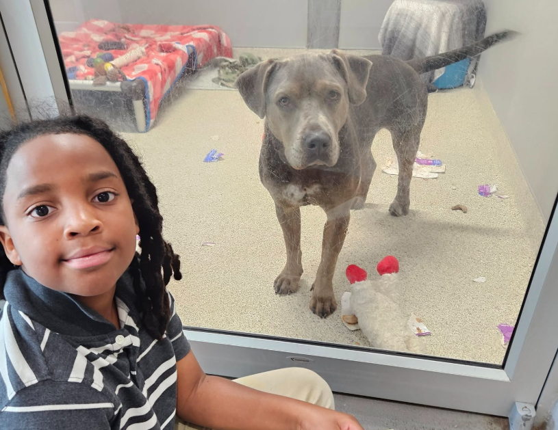 En Floride, un garçon de 11 ans a consacré plus de 100 heures à lire aux animaux d’un refuge