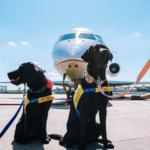 Les grands chiens peuvent désormais voyager en cabine en Italie