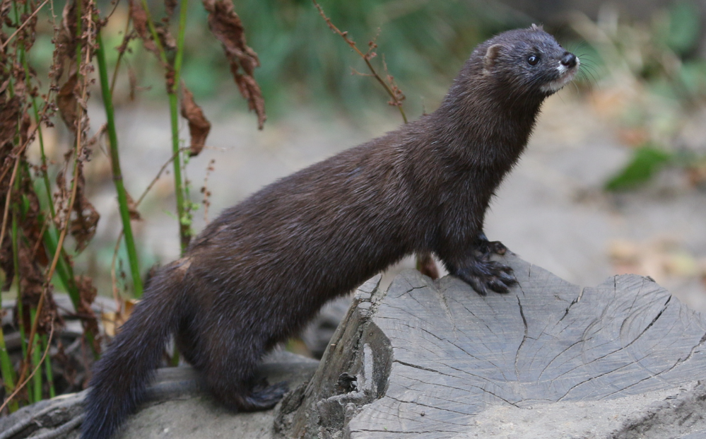 Vison d’Europe : la Nouvelle-Aquitaine relance l’espoir d’une espèce au bord de l’extinction
