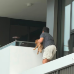 En Australie, un garçon de 12 ans a sauvé un chiot coincé sur le rebord d’un immeuble.