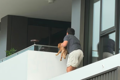 En Australie, un garçon de 12 ans a sauvé un chiot coincé sur le rebord d’un immeuble.