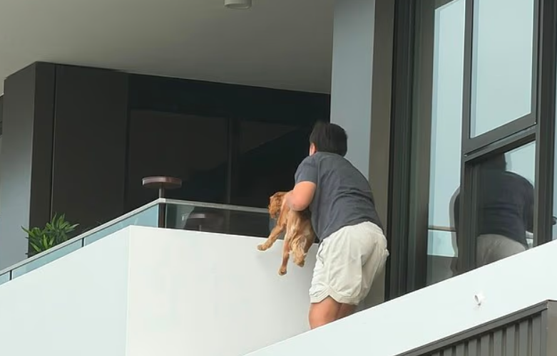 En Australie, un garçon de 12 ans a sauvé un chiot coincé sur le rebord d’un immeuble.