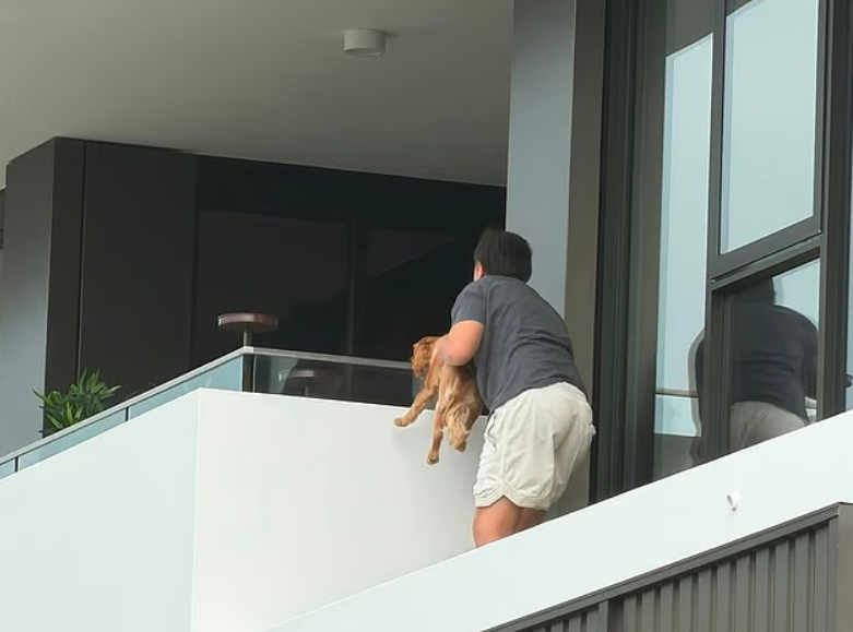 En Australie, un garçon de 12 ans a sauvé un chiot coincé sur le rebord d’un immeuble.