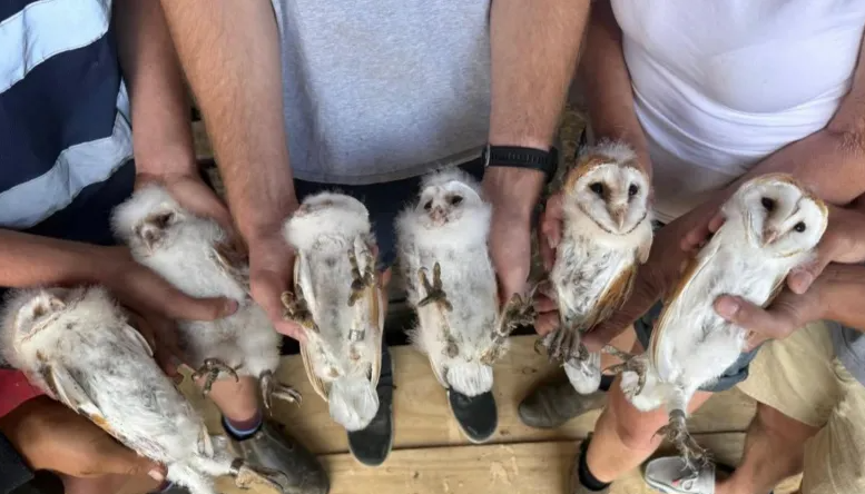Une ferme britannique célèbre la naissance de six chouettes effraies