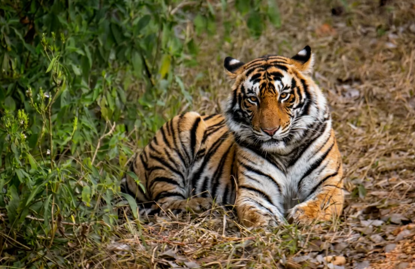 Bonne nouvelle : les tigres sont de plus en plus nombreux au Népal