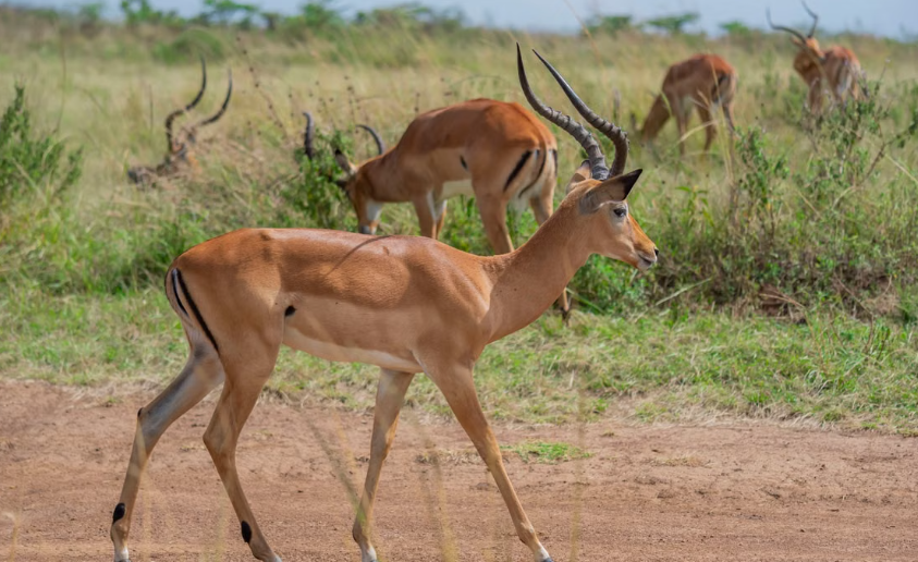 52 compagnies aériennes interdisent désormais le transport de trophées de chasse