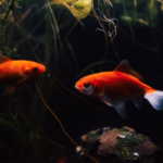 Fede et Magui, deux poissons rouges sauvés d’un restaurant de Buenos Aires