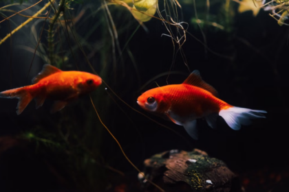 Fede et Magui, deux poissons rouges sauvés d’un restaurant de Buenos Aires