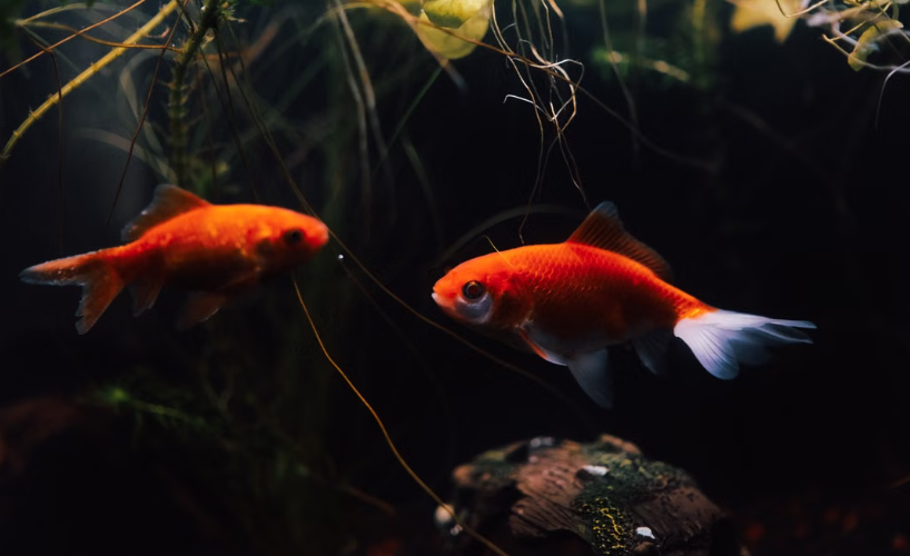 Fede et Magui, deux poissons rouges sauvés d’un restaurant de Buenos Aires