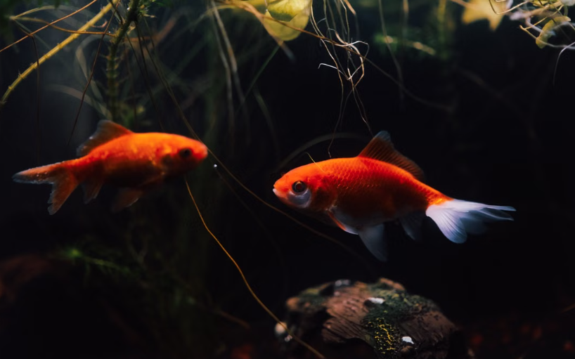 Fede et Magui, deux poissons rouges sauvés d’un restaurant de Buenos Aires