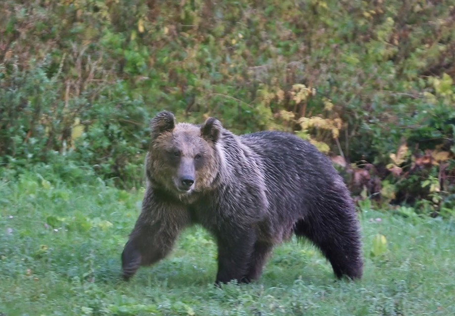 La justice suspend un arrêté autorisant des tirs d’effarouchement contre les ours en Ariège.
