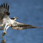 Le retour spectaculaire du balbuzard pêcheur en Estonie