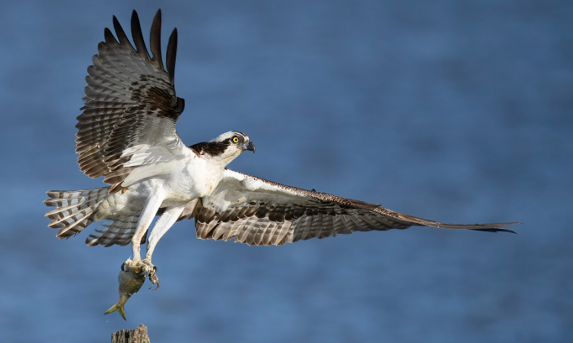 Le retour spectaculaire du balbuzard pêcheur en Estonie