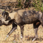 Quatre lycaons ont été observés dans le parc national de Kasungu au Malawi