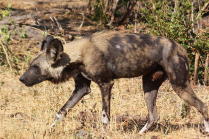 Quatre lycaons ont été observés dans le parc national de Kasungu au Malawi