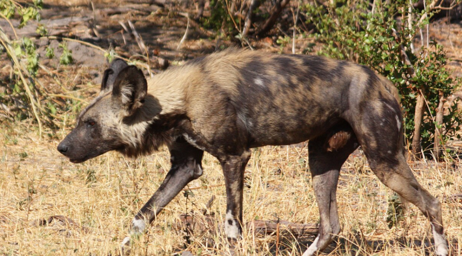 Quatre lycaons ont été observés dans le parc national de Kasungu au Malawi