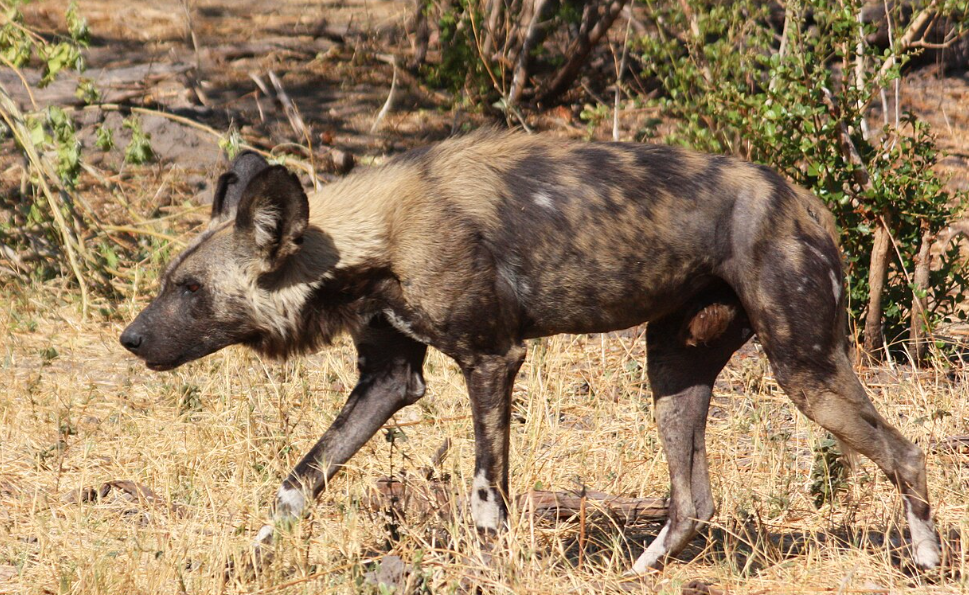 Quatre lycaons ont été observés dans le parc national de Kasungu au Malawi