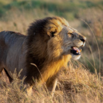 La France dit stop aux trophées de chasse d’espèces menacées