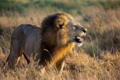 La France dit stop aux trophées de chasse d’espèces menacées