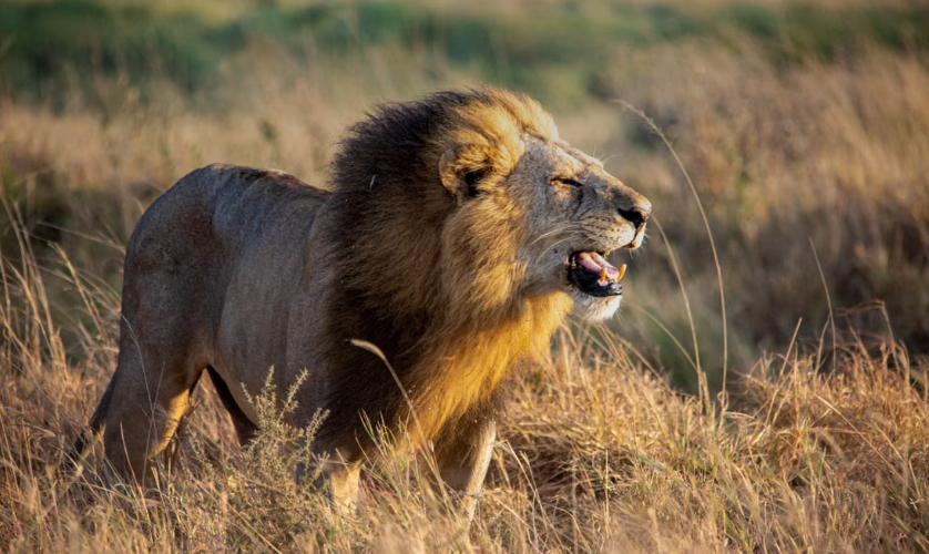 La France dit stop aux trophées de chasse d’espèces menacées