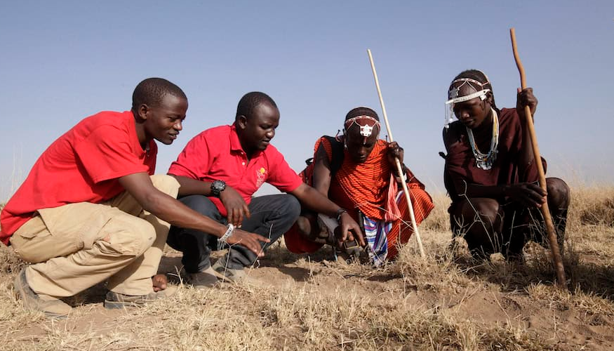 En Tanzanie et au Kenya, les guerriers masaï protègent désormais les lions.