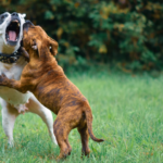 L’Italie met en place un fonds de 2 millions d’euros destiné aux chiens sauvés des combats illégaux.