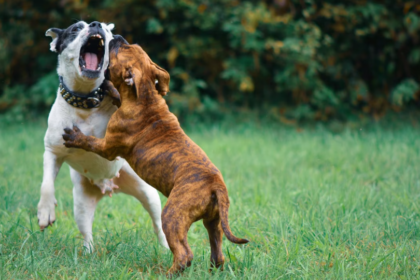 L’Italie met en place un fonds de 2 millions d’euros destiné aux chiens sauvés des combats illégaux.
