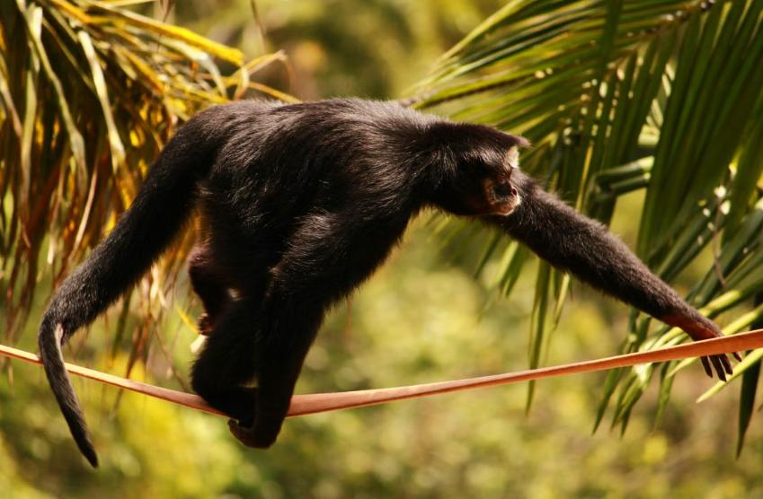 En Amazonie, des ponts suspendus permettent à 15 000 animaux de traverser les routes sans accident.