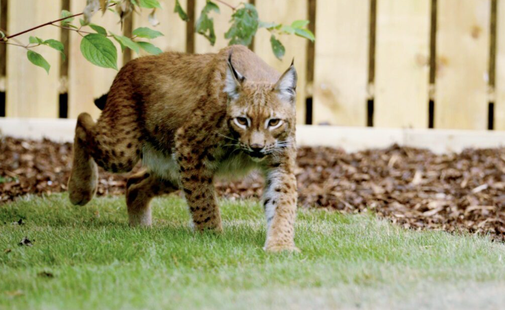 Sauvée d’Ukraine en pleine guerre, la lynx Ursa profite désormais d’un refuge naturel au Royaume-Uni