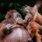 À Sumatra, près de 200 orangs-outans réintroduits avec succès
