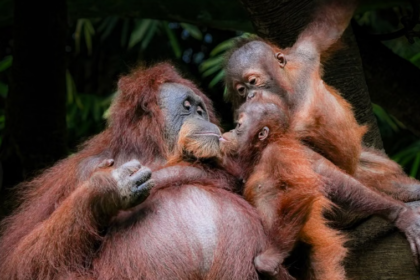 À Sumatra, près de 200 orangs-outans réintroduits avec succès